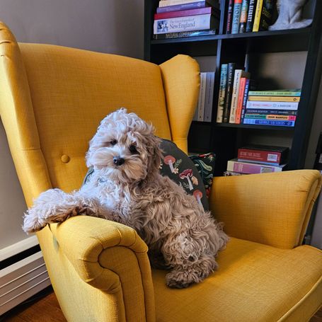 Photo of black cockapoo laying on an ottoman with bookcase in the background