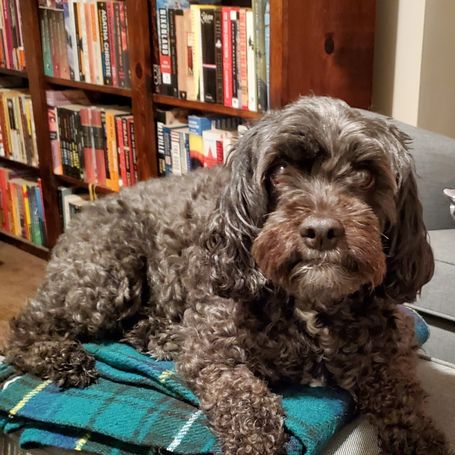Photo of black cockapoo laying on an ottoman with bookcase in the background